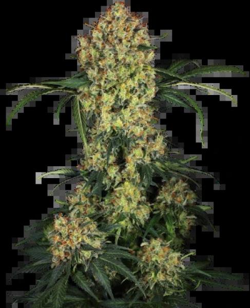Sensi Aloha OG SSR 3+1 Feminisiert